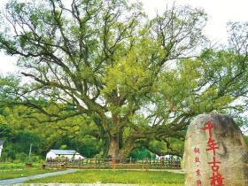 林草科普|樟树：构建如诗如画的江南美景 